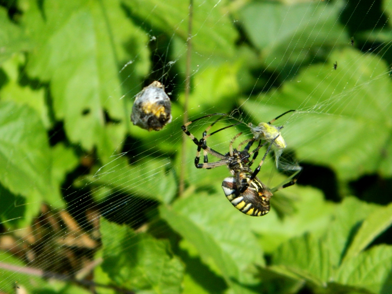 Argiope bruennichi incarta la spesa - Viadana (MN)